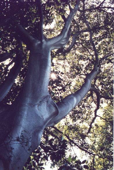 Eukalyptus Mel.